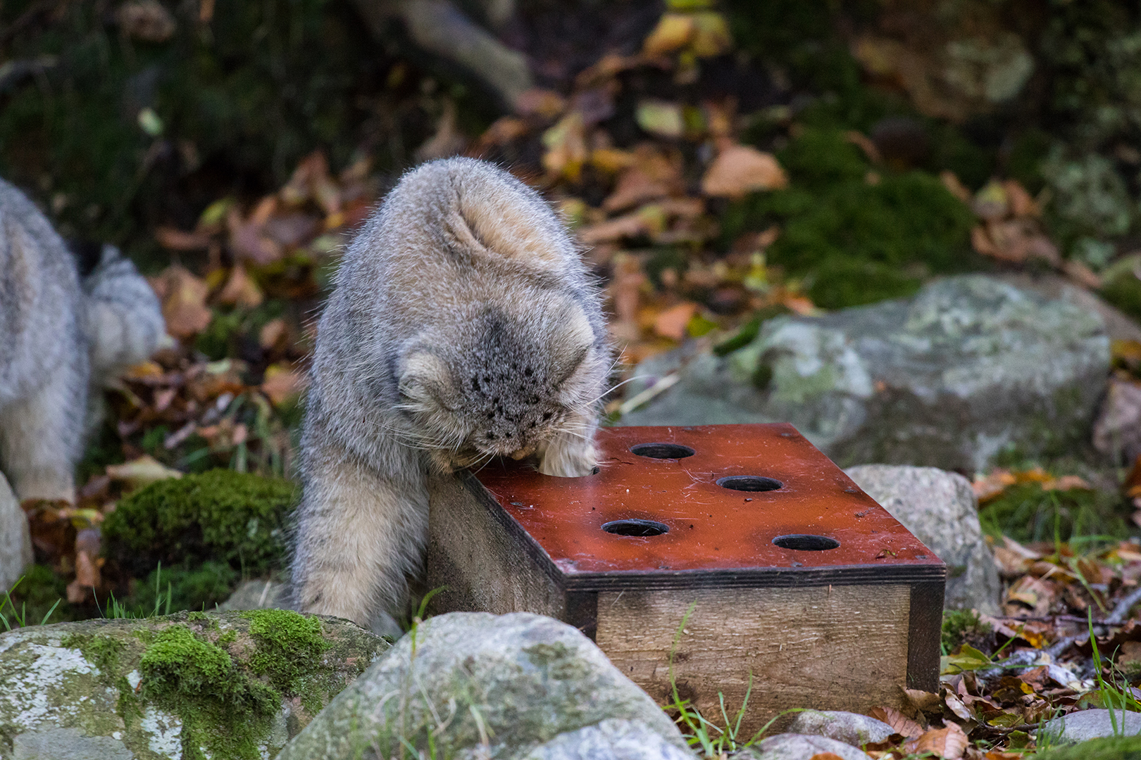Miljöberikning för djurens skull