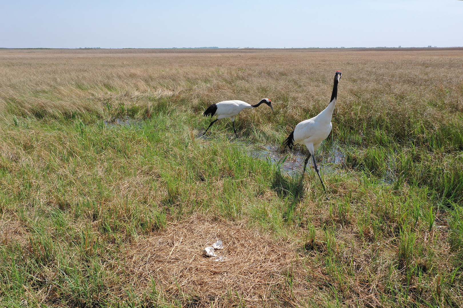 Japansk trana & glasögontrana