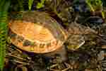 Indokinesisk boxsköldpadda
