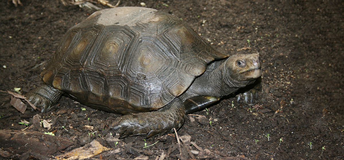 Svart jättesköldpadda