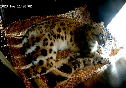 Bild Livekameror på Nordens Ark