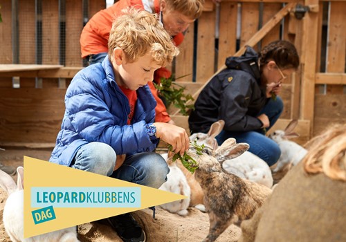 Bild Leopardklubbens dag 9 augusti