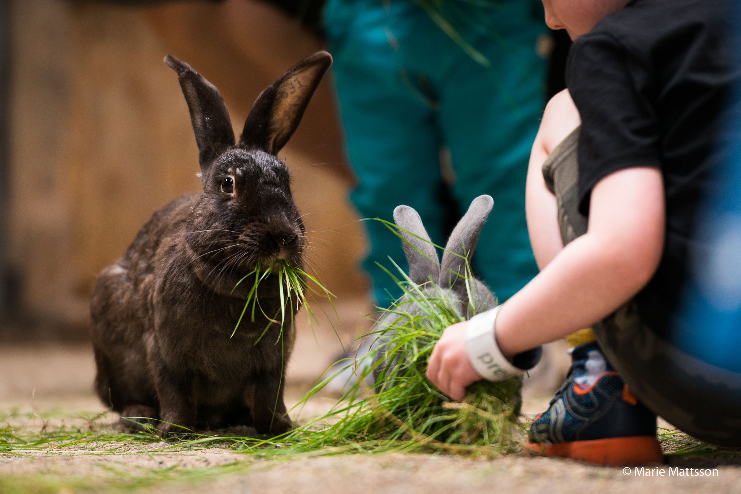 Vi och djuren - vår relation