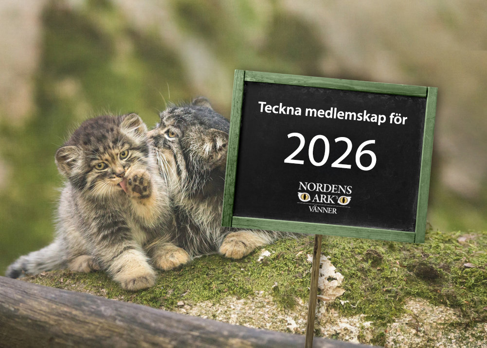 Nordens Arks Vänner