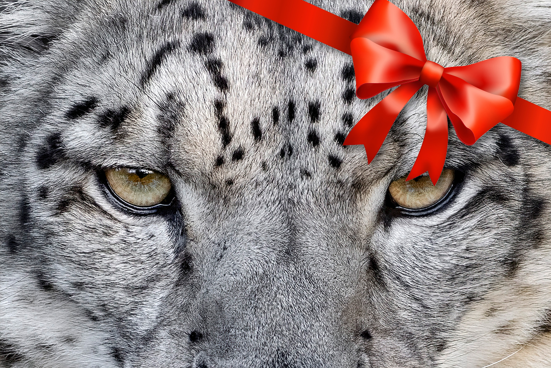 Ett oförglömligt möte 