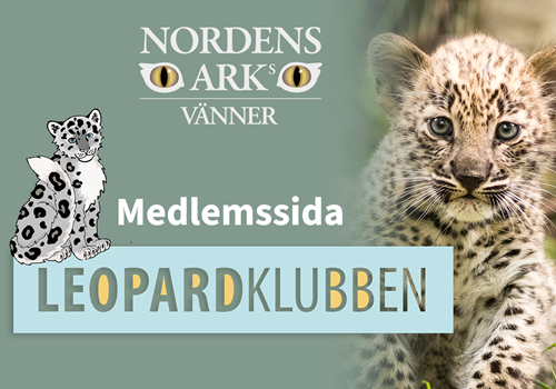 Bild Leopardklubben