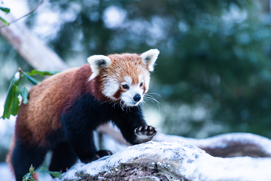 Nosa på Nordens Ark