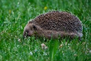 Var med i Igelkottsräkningen