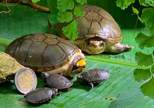 Bild Vallarta slamsköldpadda
