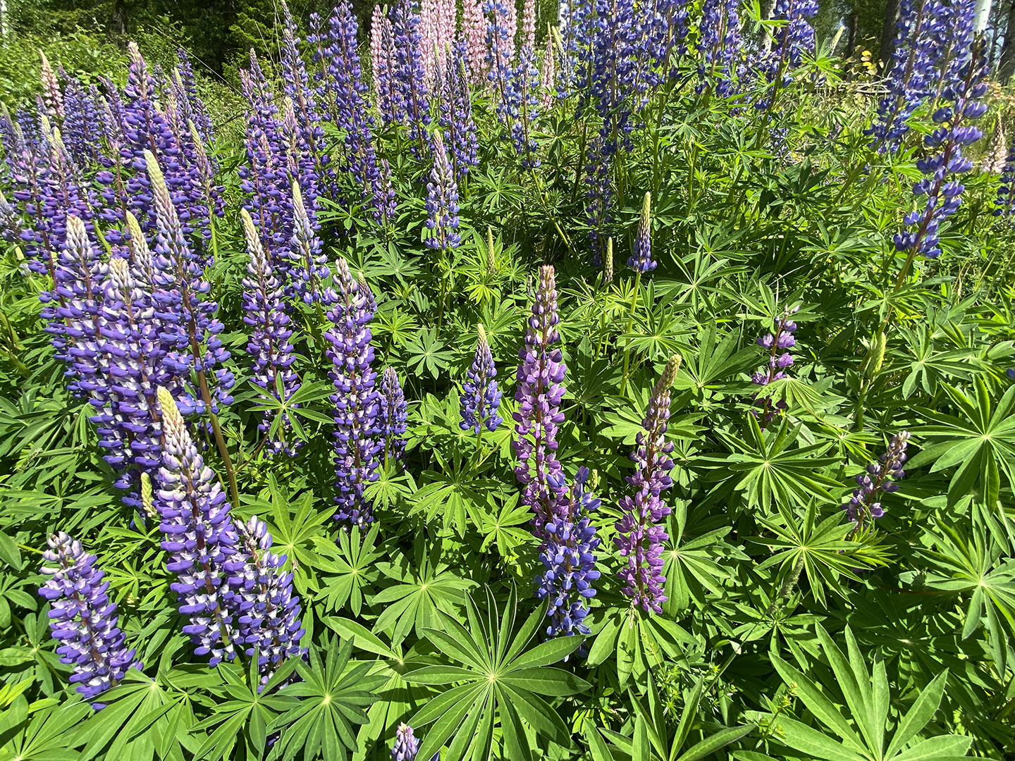 Vad är en invasiv art?