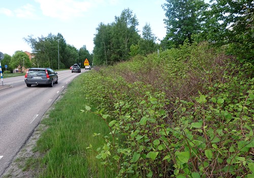 Bild Rapportera observationer av invasiva arter