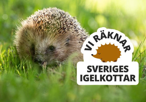 Bild Igelkottsräkningen 2025