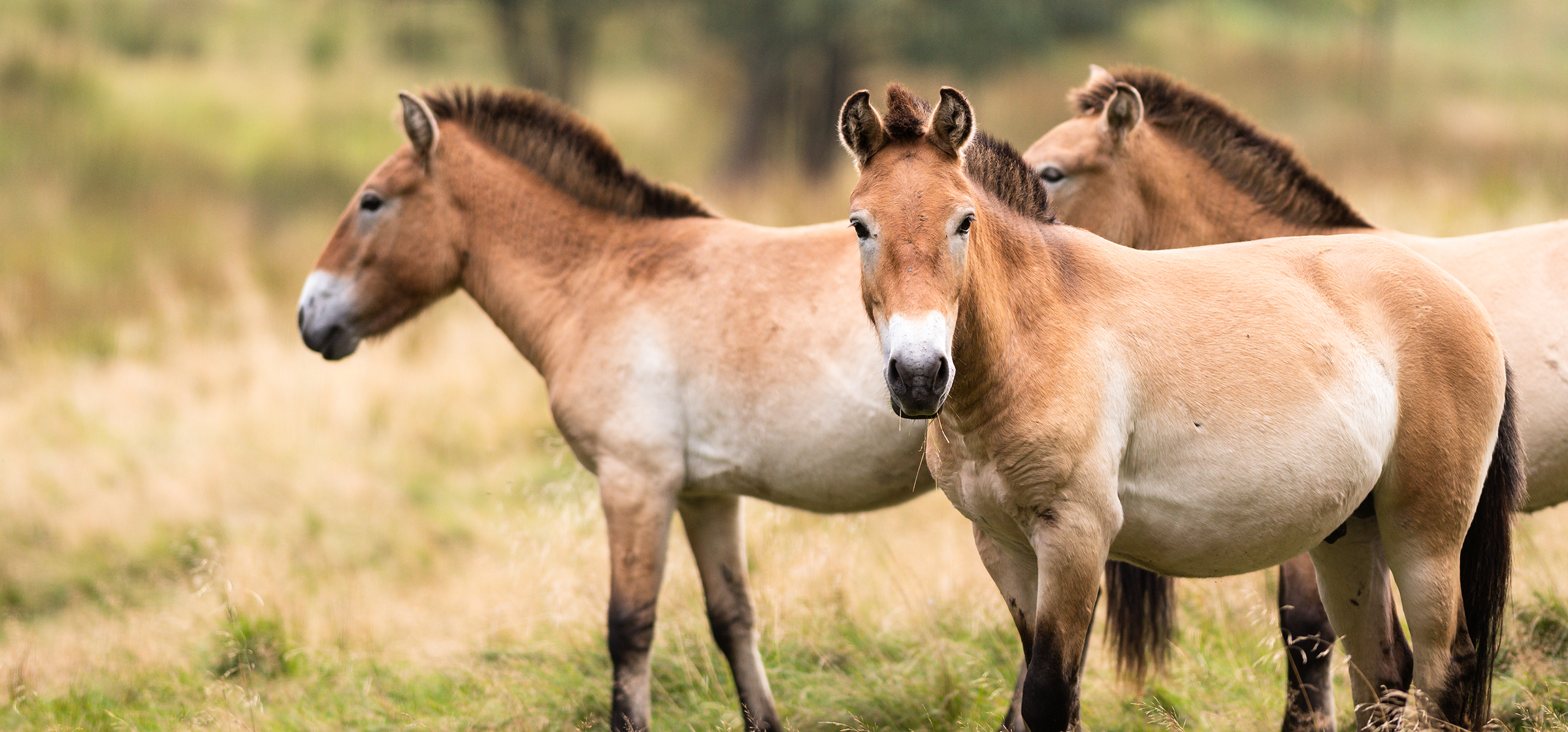 Przewalskis vildhäst