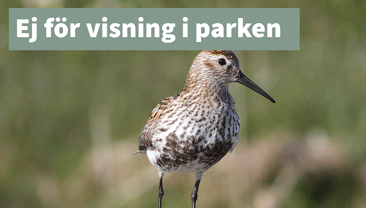 Sydlig kärrsnäppa ej för visning thumb