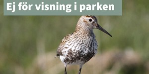 Sydlig kärrsnäppa
