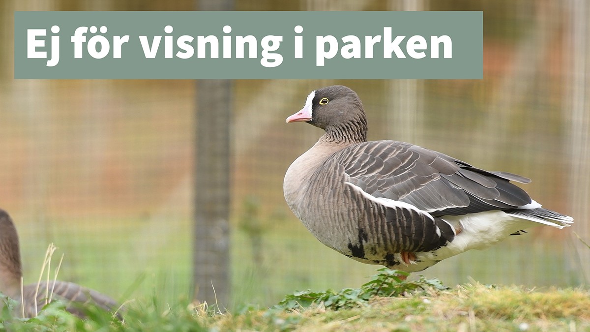 Fjällgås ej för visning thumb