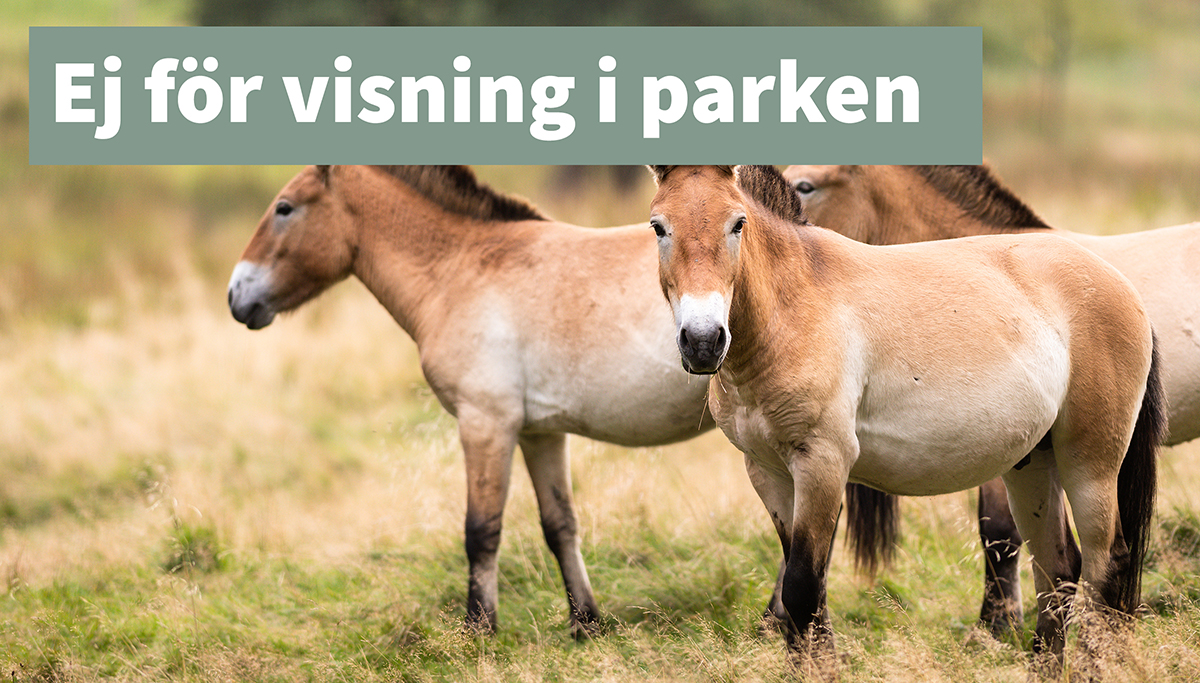 Przewalskis vildhäst ej för visning thumb