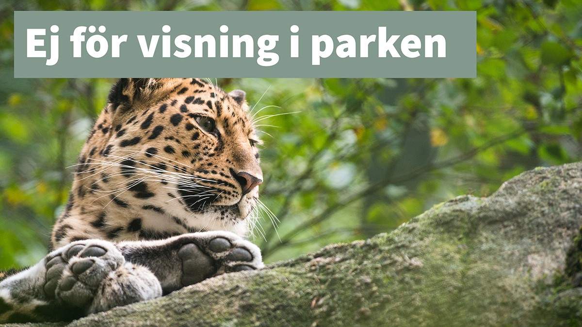 Amurleopard ej för visning thumb