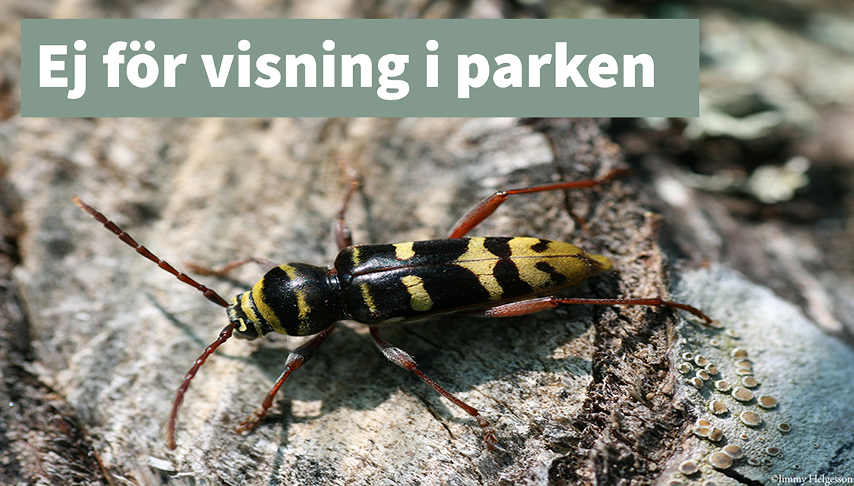 Bredbandad ekbarkbock ej för visning thumb