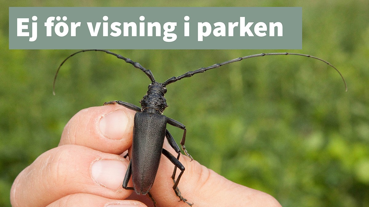 Större ekbock ej för visning thumb