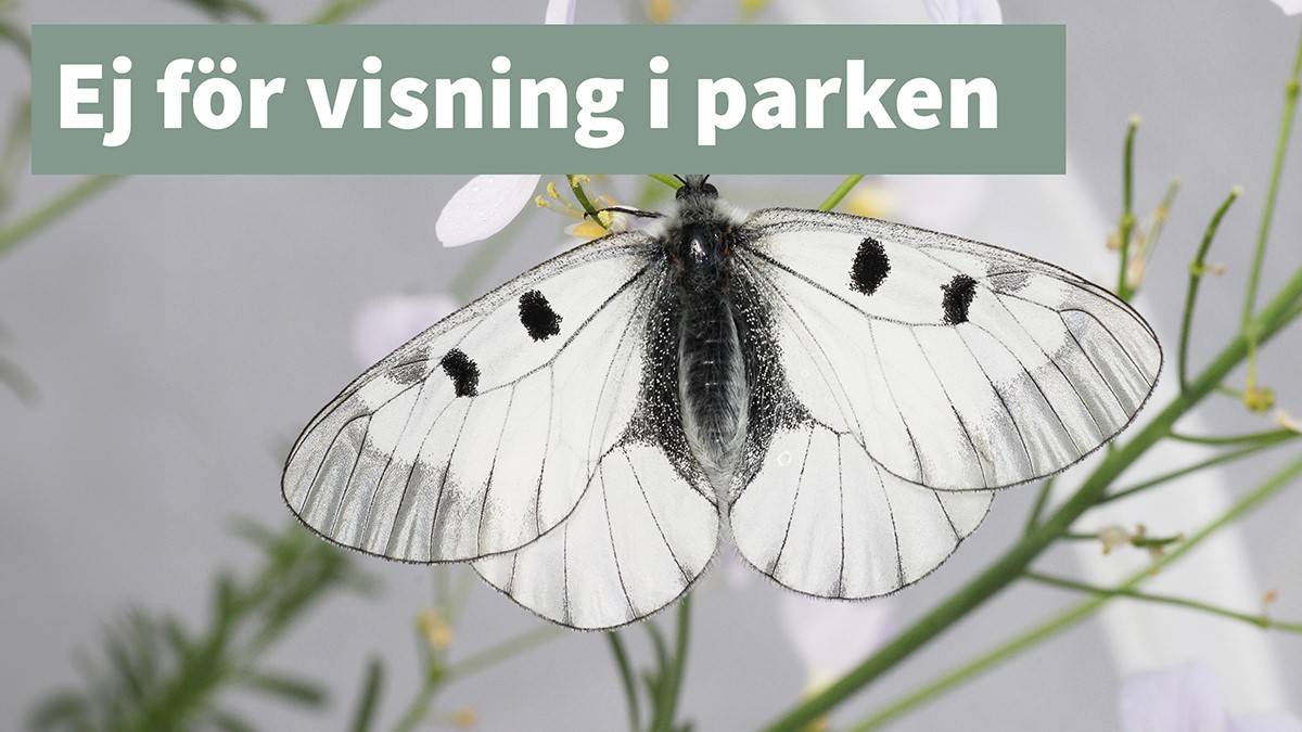 mnemosynefjäril ej för visning thumb
