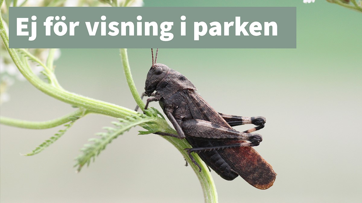Trumgräshoppa ej för visning thumb
