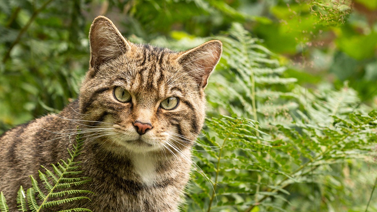 Europeisk vildkatt på Nordens Ark
