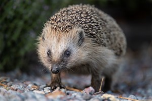 Bygg ett igelkottsbo