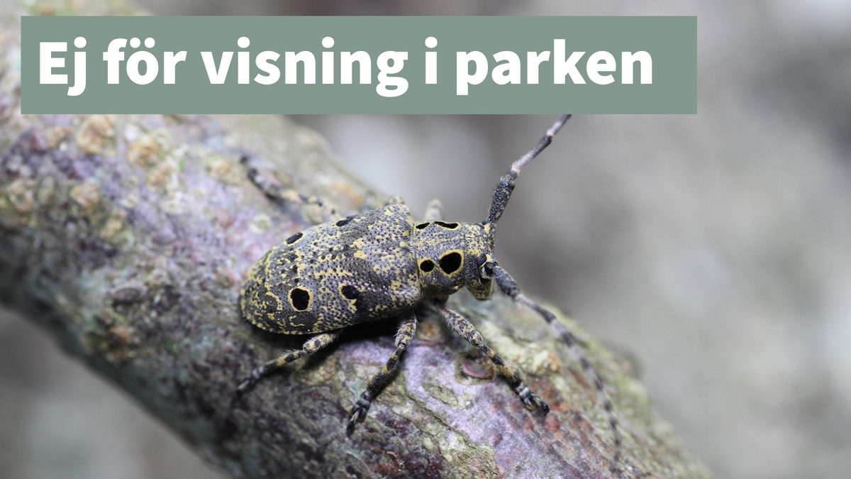 ögonfläcksbock ej för visning thumbnail