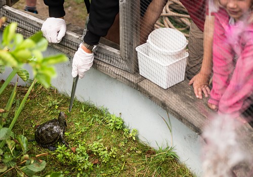 Bild Effekten av närkontakt med djurparksdjur