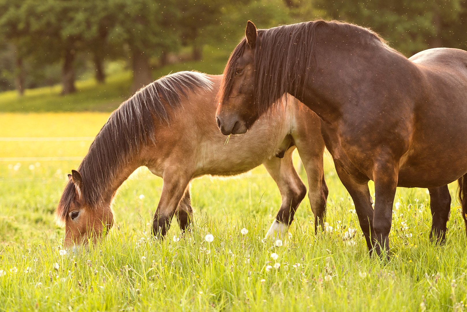 Frågor och svar - testamenten