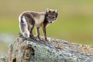 Fjällräv
