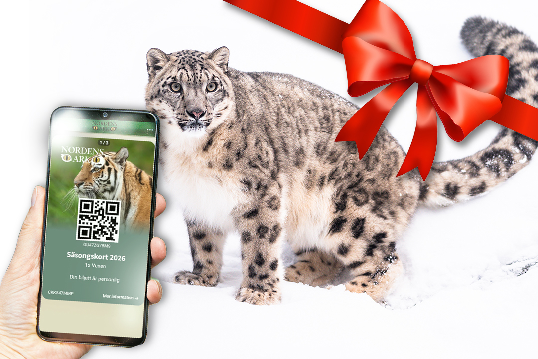 Bild Säsongskort 2026