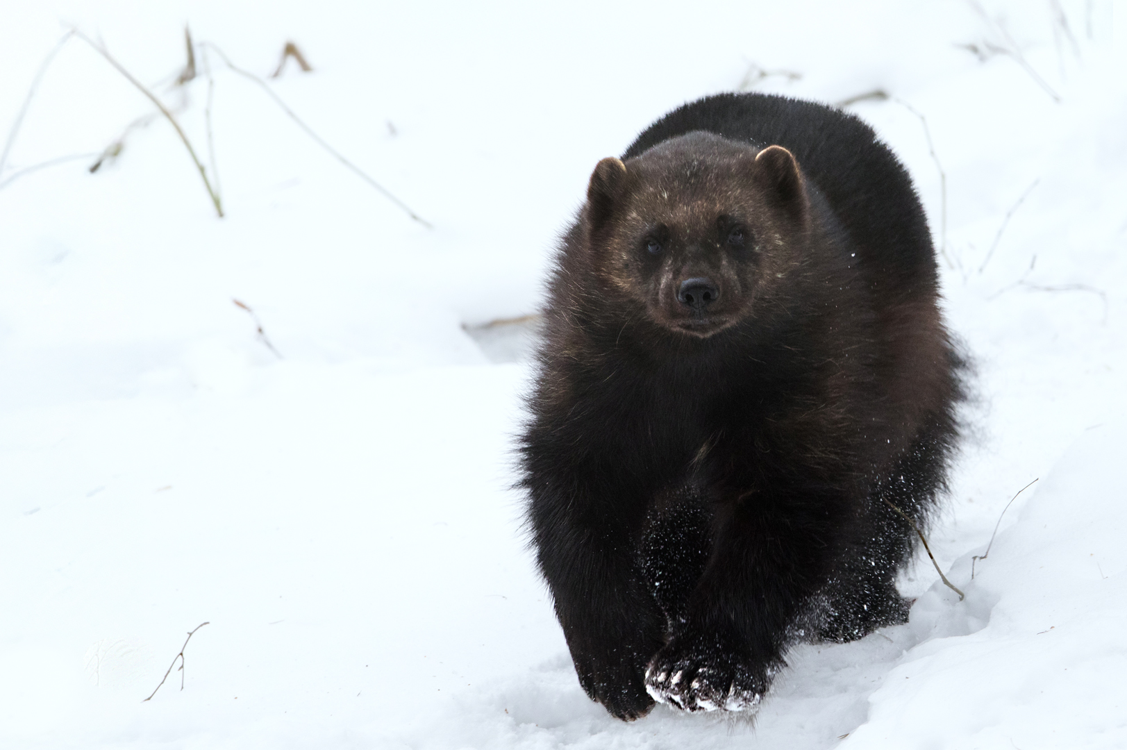 Bild Jullov på Nordens Ark