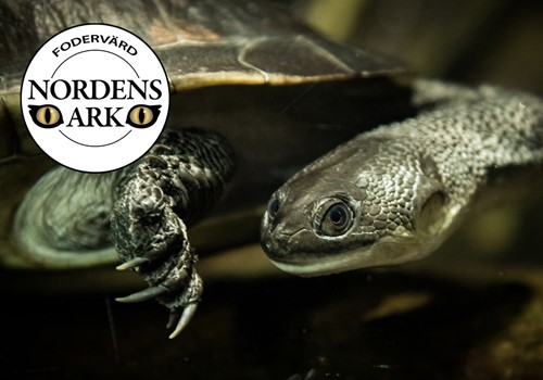 Bild Vad innebär det att vara fodervärd?