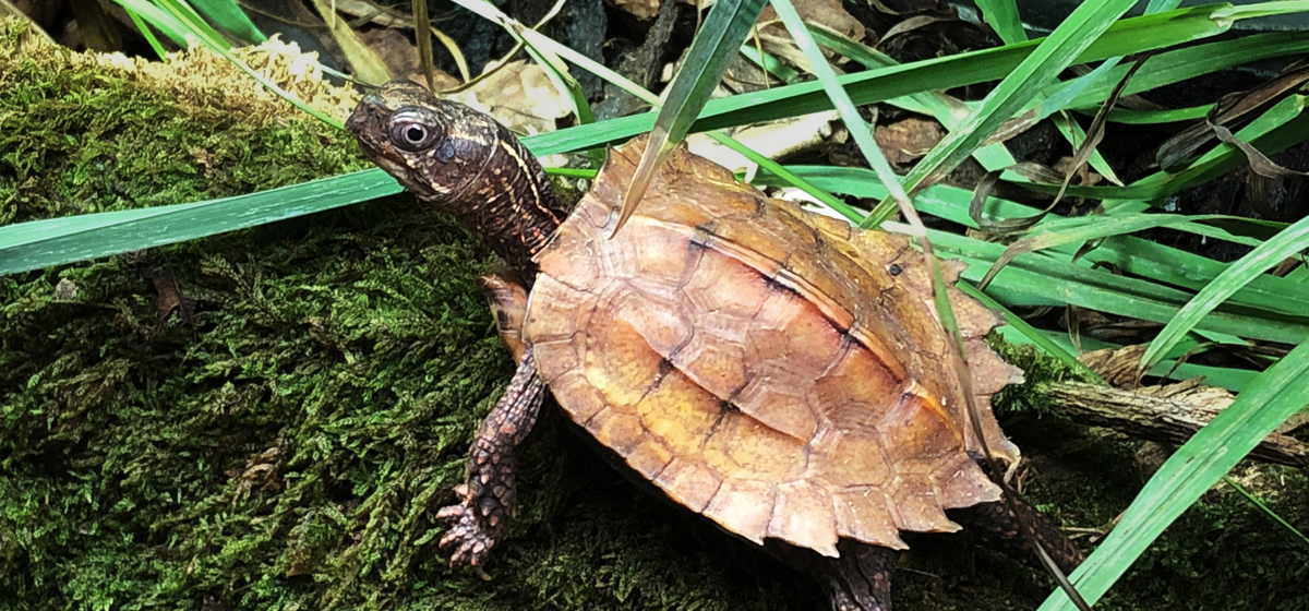 Spenglers bladsköldpadda (Geoemyda spengleri)