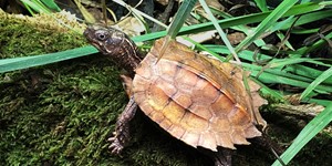 Spenglers bladsköldpadda