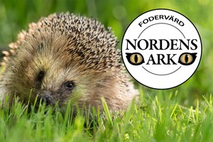 Bli fodervärd