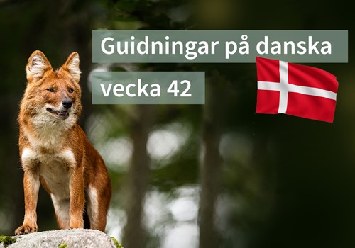 Bild Efterårsferie - på dansk!