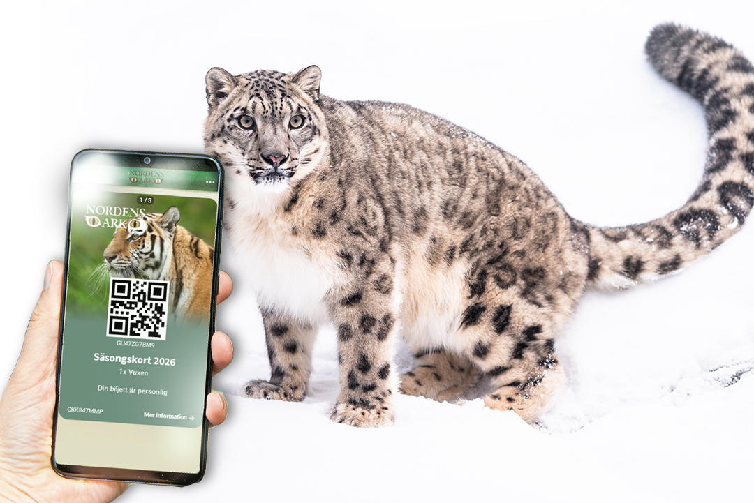 Bild Säsongskort 2026