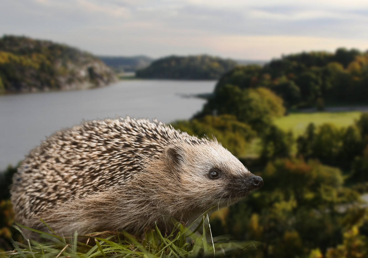 Swisha för hotade arter
