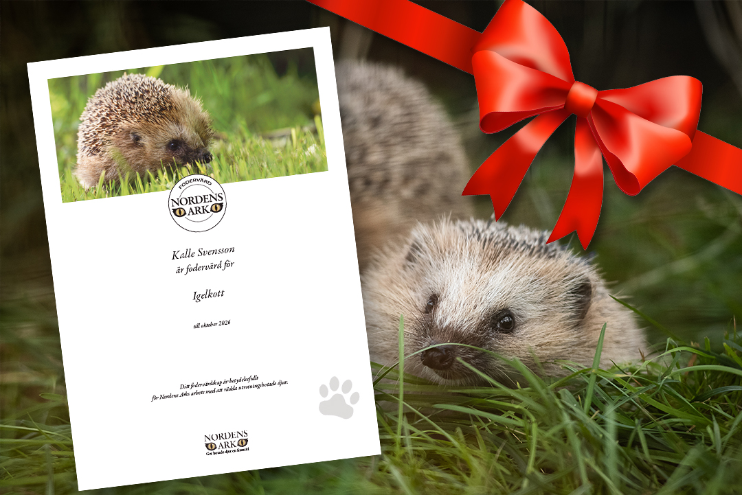 Ge bort ett fodervärdskap