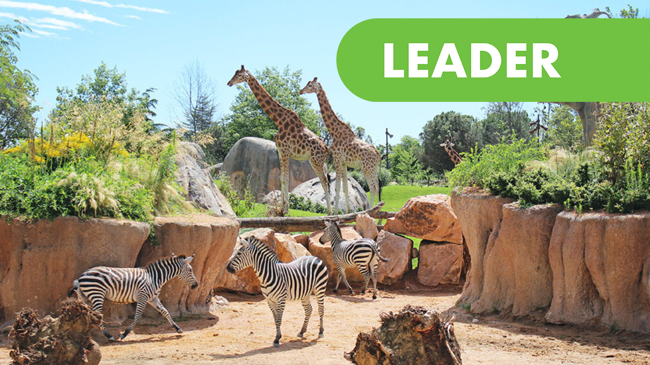 Zoom Torino -Projektledare