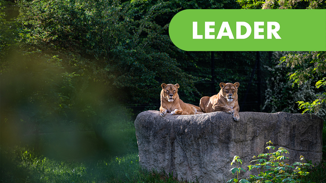 Zagreb Zoo -Projektledare