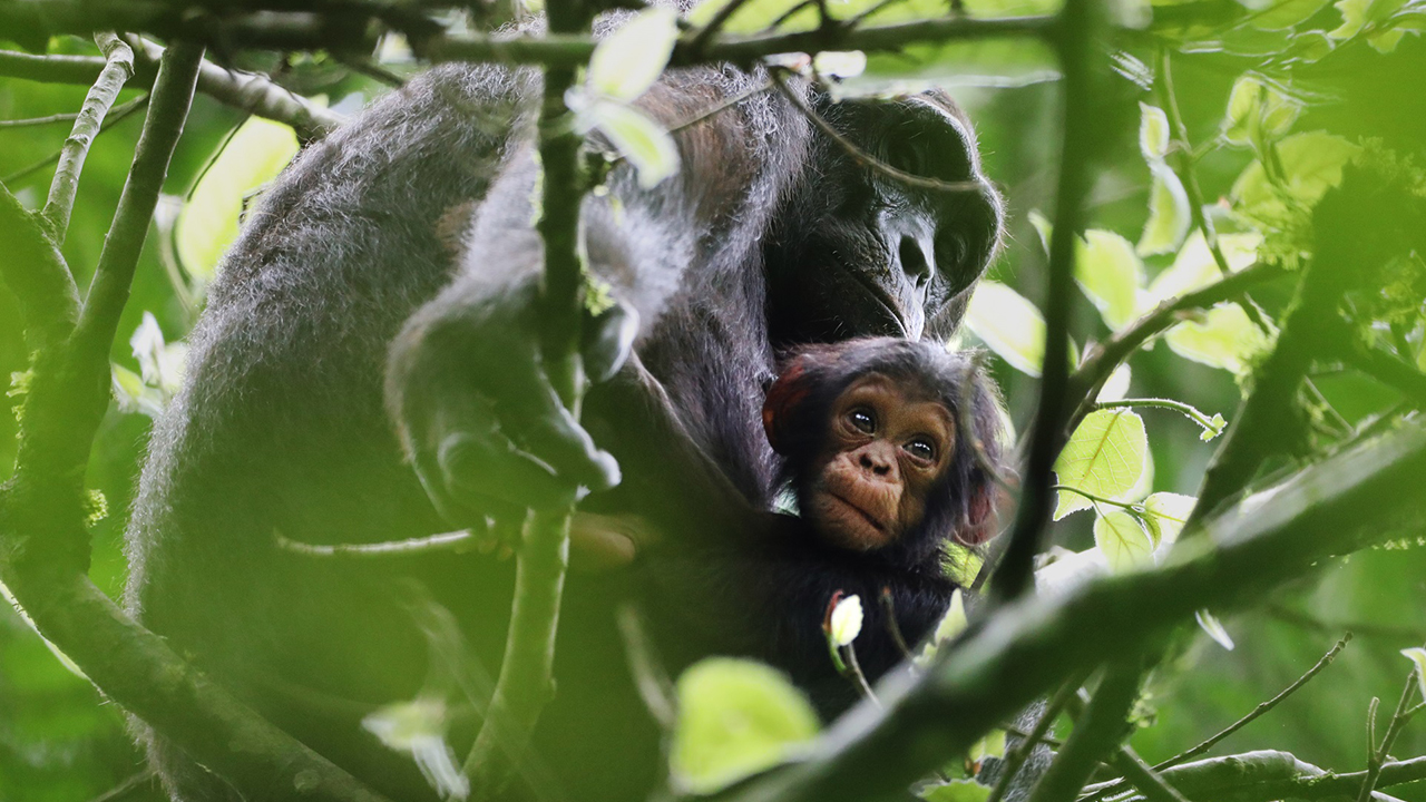 The Royal Zoological Society of Scotland