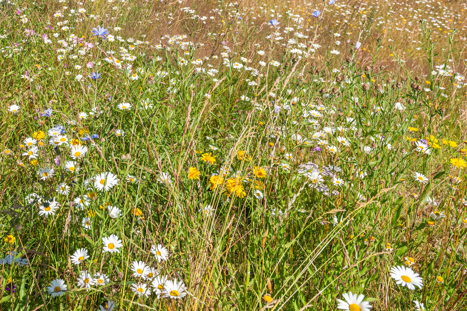 Bild Läs mer om projektet