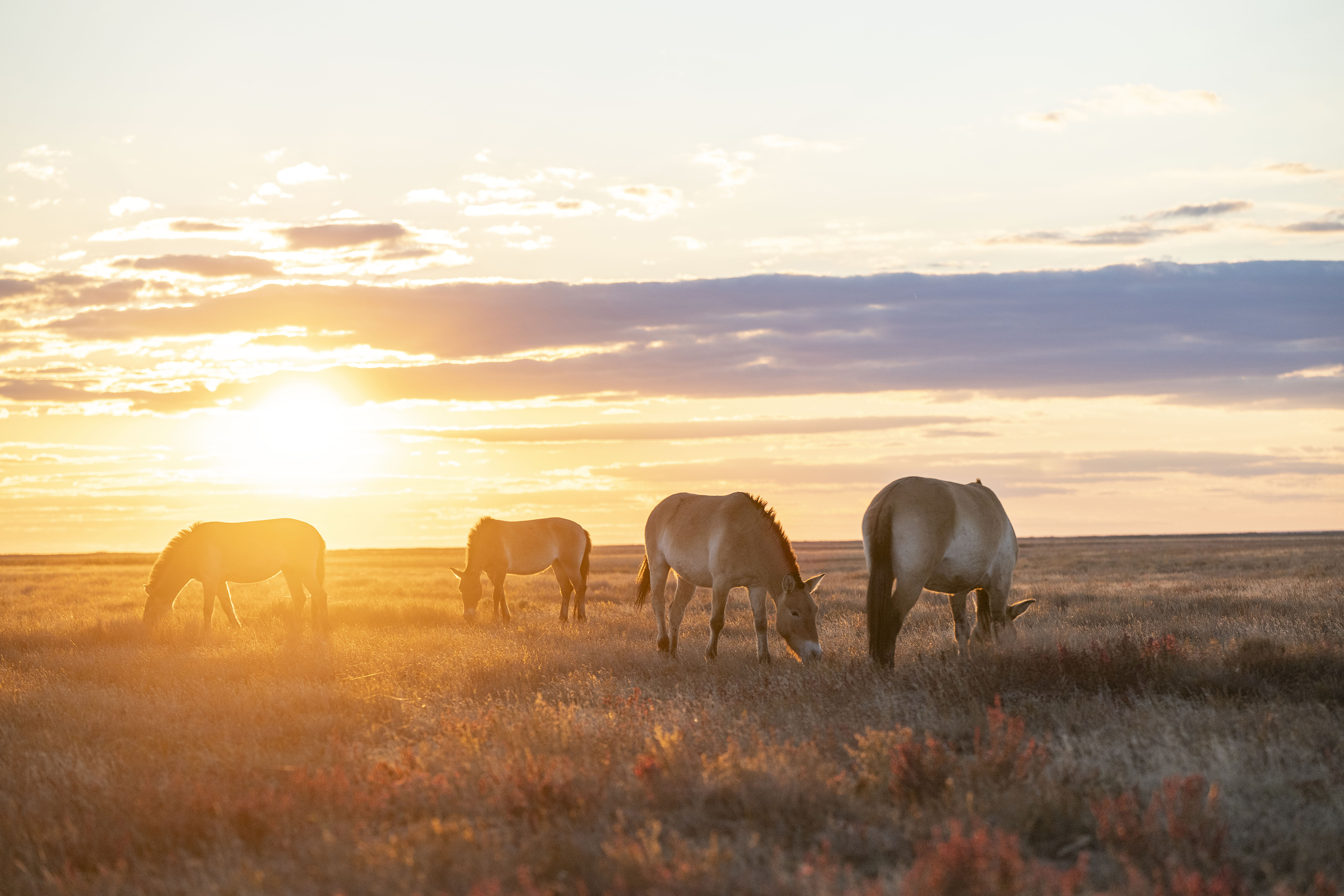 Vildhästar på Kazakstans stäpp i varmt motljus