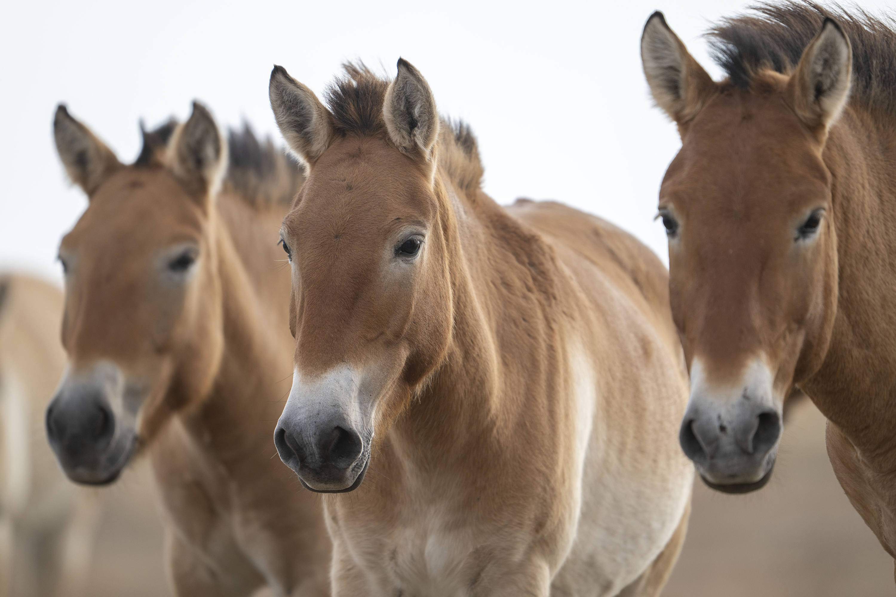 Tre vildhästar i närbild i mjukt ljus
