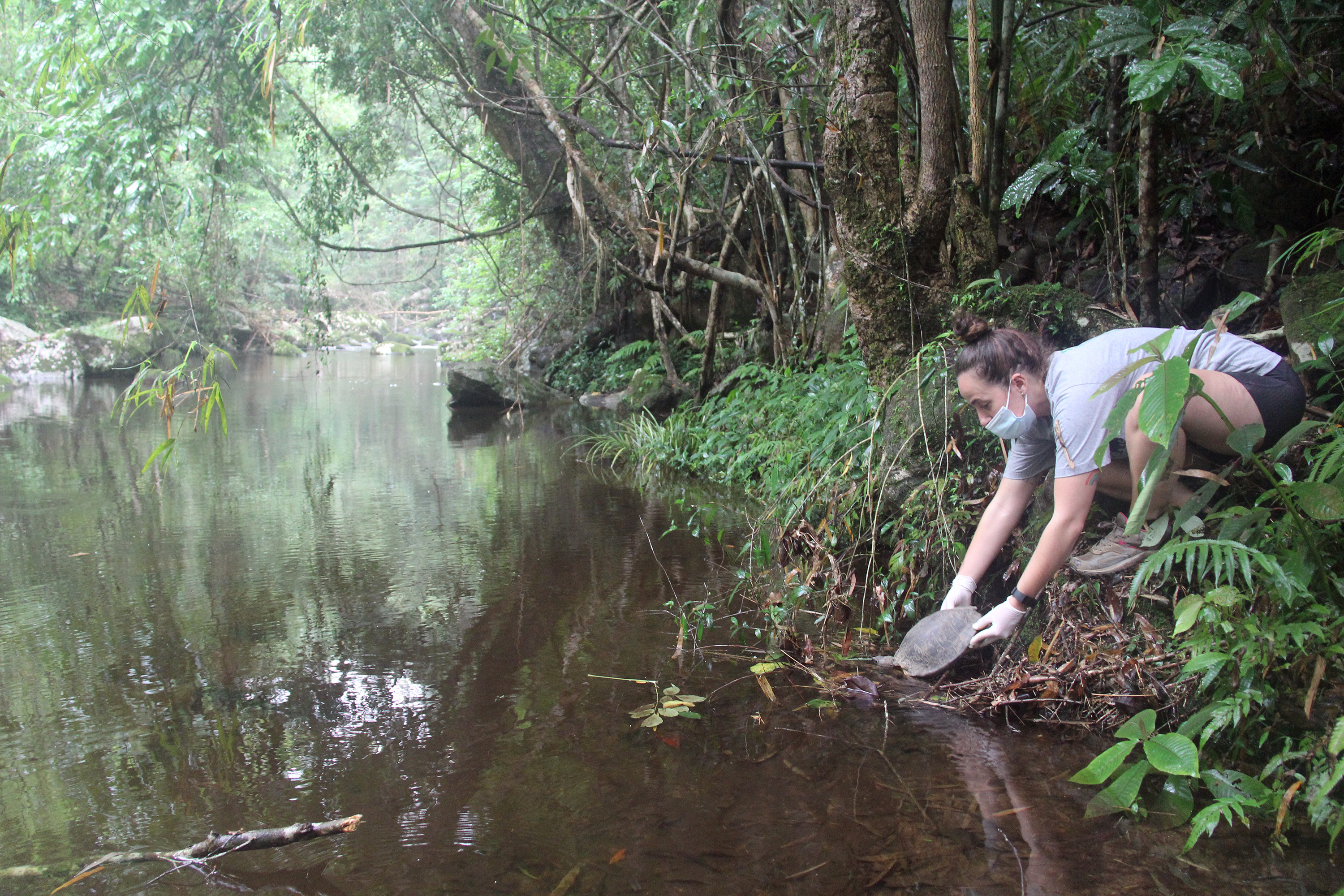 Veterinär släpper ut sköldpadda i en flod i tropisk miljö