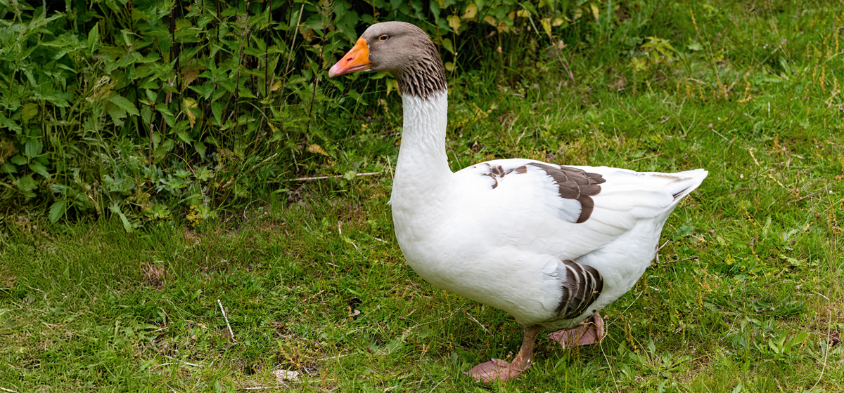 Skånegås